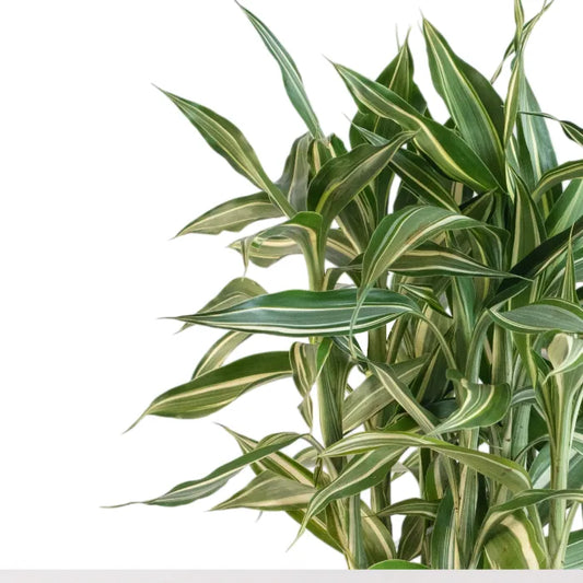 Dracaena sanderiana 'Victory'
