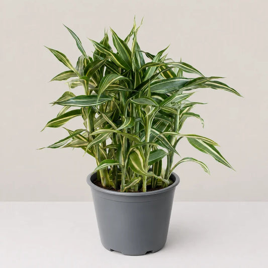 Dracaena sanderiana 'Victory'