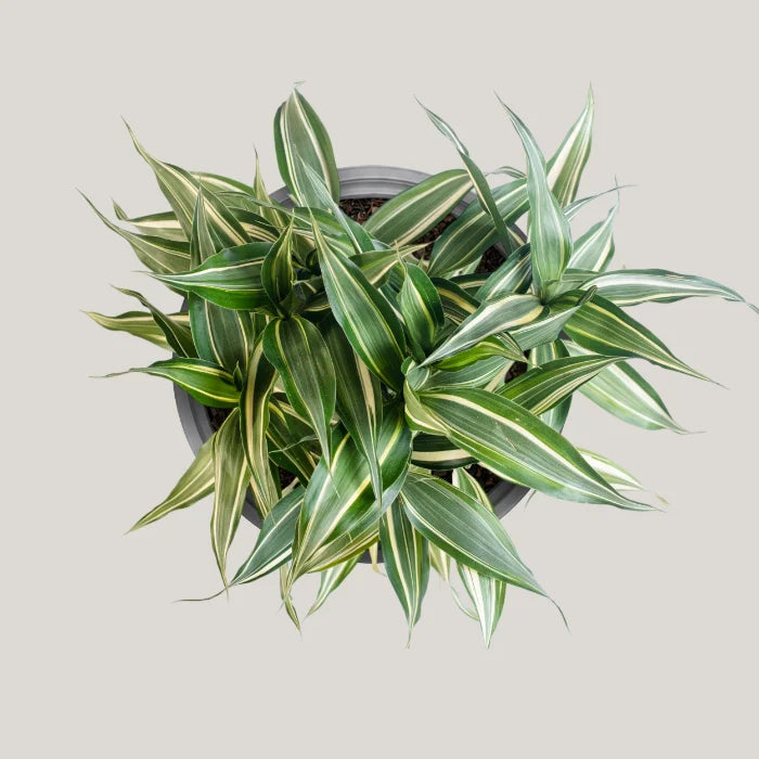 Dracaena sanderiana 'Victory'