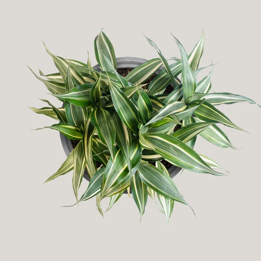 Dracaena sanderiana 'Victory'