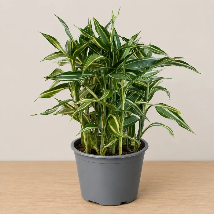 Dracaena sanderiana 'Victory'