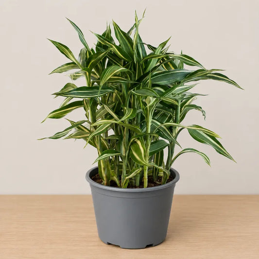 Dracaena sanderiana 'Victory'