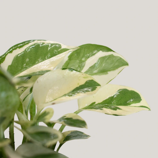 Epipremnum Enjoy (Clump / Hanging Pot)