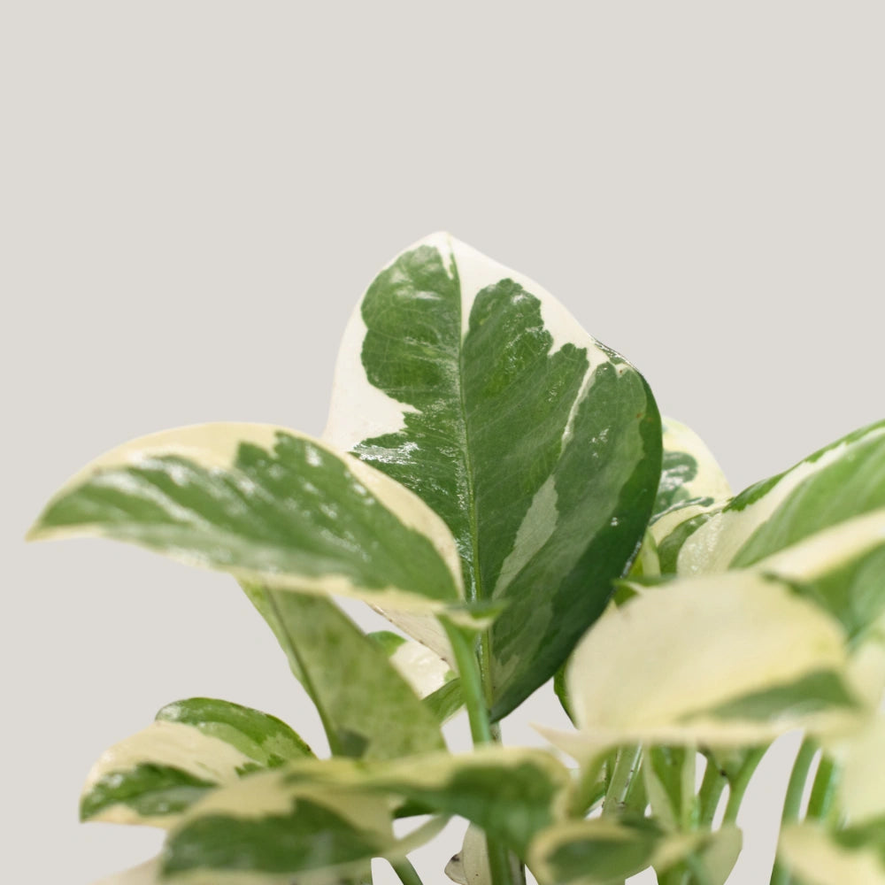 Epipremnum Enjoy (Clump / Hanging Pot)