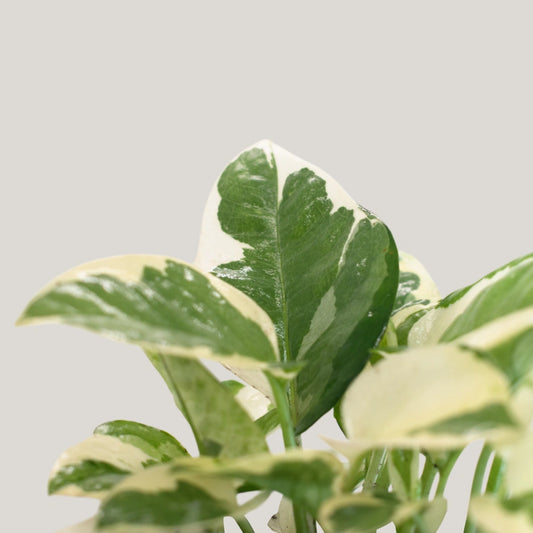Epipremnum Enjoy (Clump / Hanging Pot)
