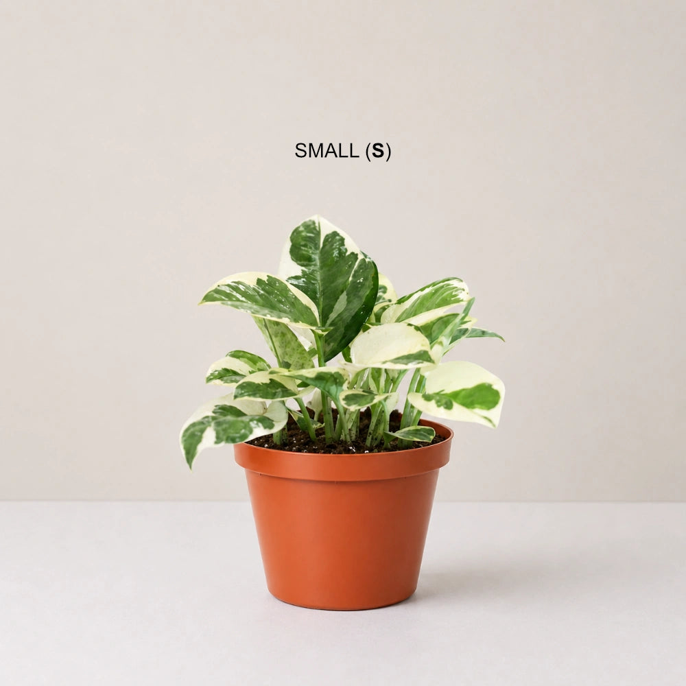 Epipremnum Enjoy (Clump / Hanging Pot)
