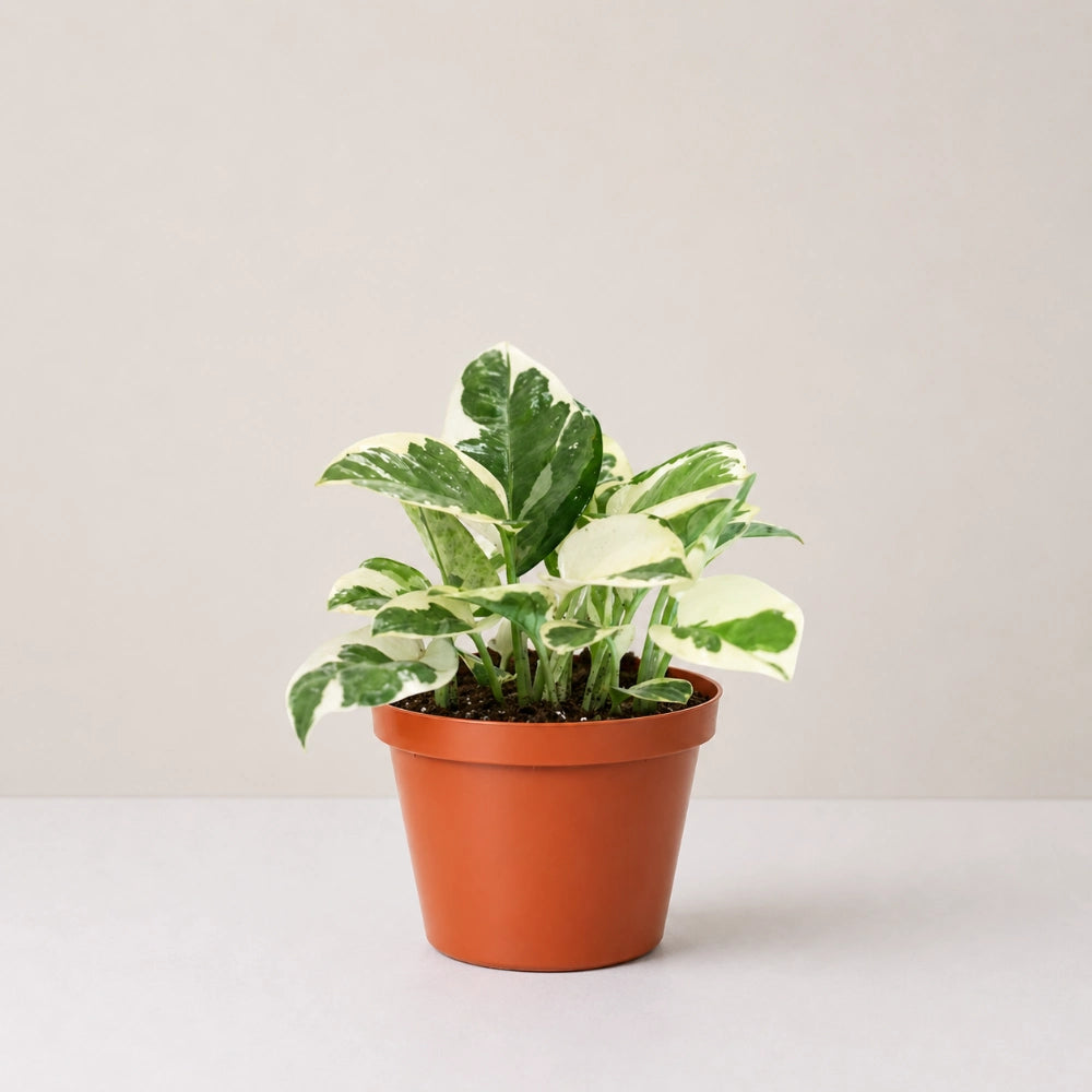 Epipremnum Enjoy (Clump / Hanging Pot)