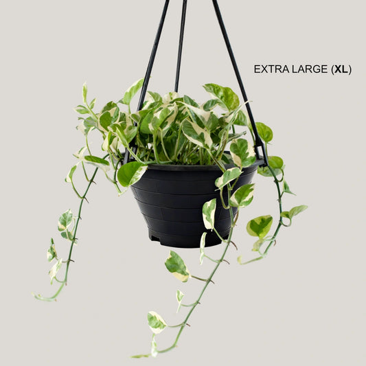 Epipremnum Enjoy (Clump / Hanging Pot)