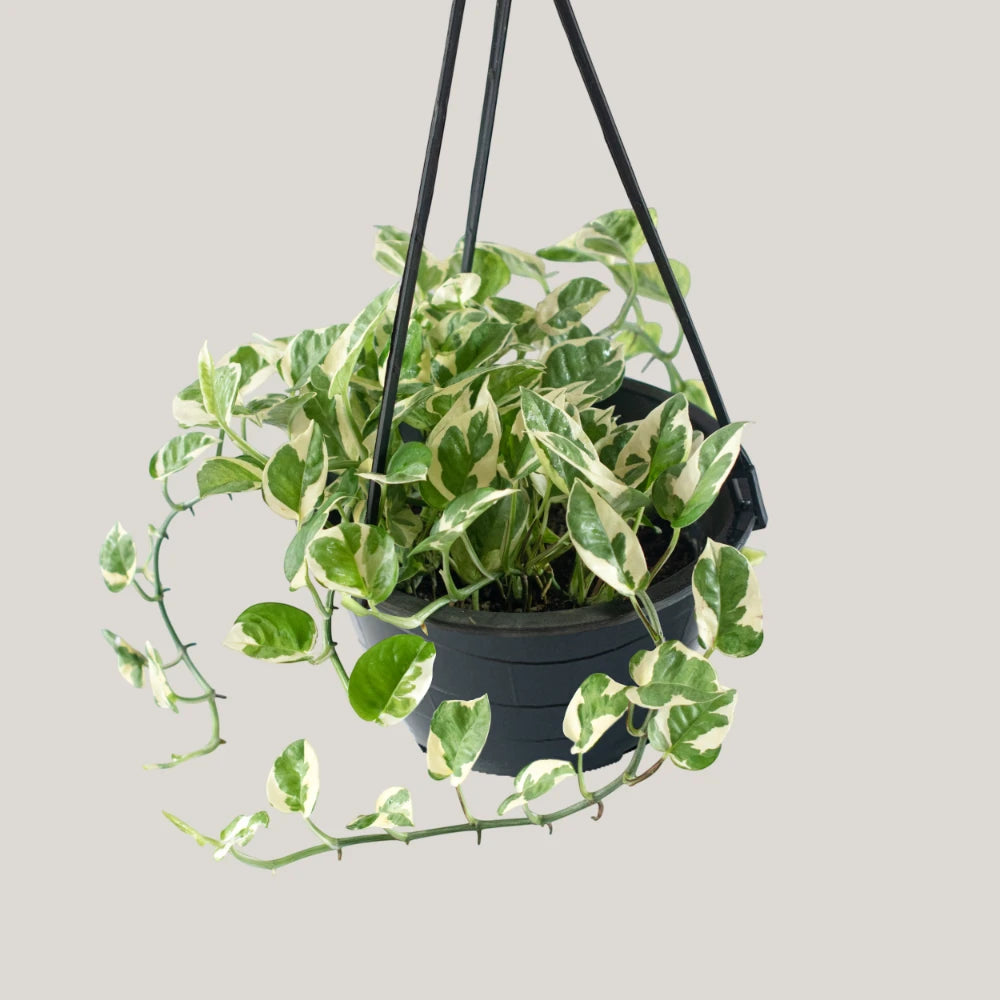 Epipremnum Enjoy (Clump / Hanging Pot)
