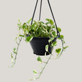 Epipremnum Enjoy (Clump / Hanging Pot)