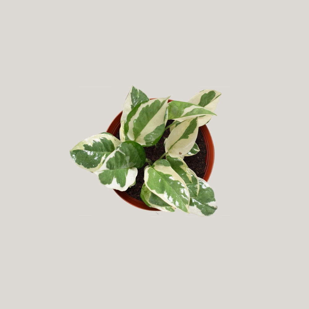 Epipremnum Enjoy (Clump / Hanging Pot)