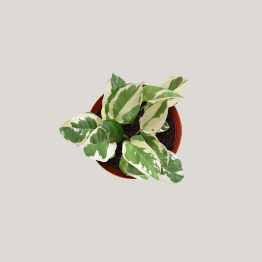 Epipremnum Enjoy (Clump / Hanging Pot)