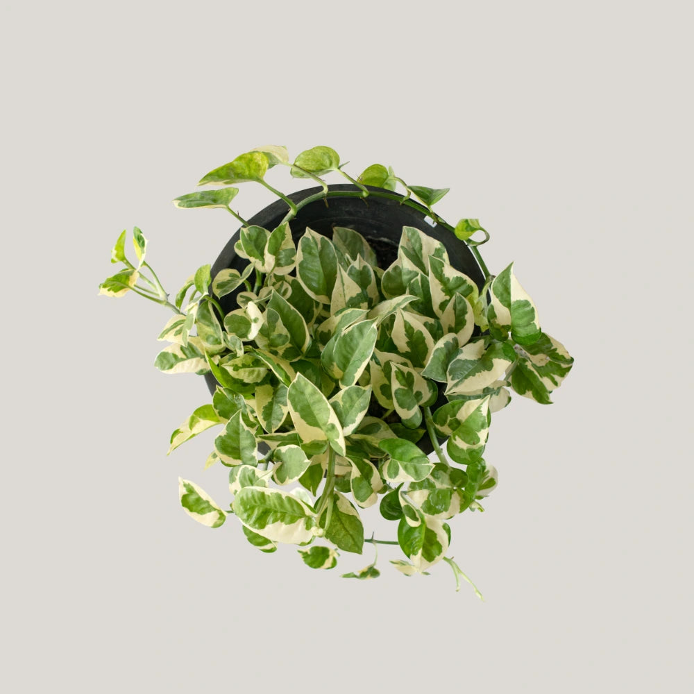 Epipremnum Enjoy (Clump / Hanging Pot)