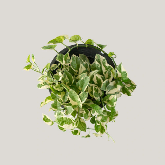 Epipremnum Enjoy (Clump / Hanging Pot)