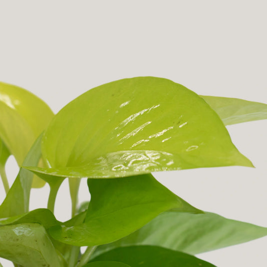 Epipremnum Neon