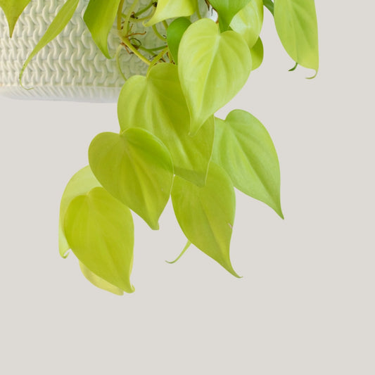 Epipremnum Neon