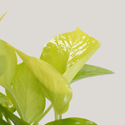 Epipremnum Neon