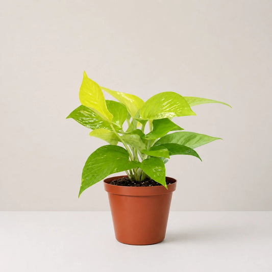 Epipremnum Neon