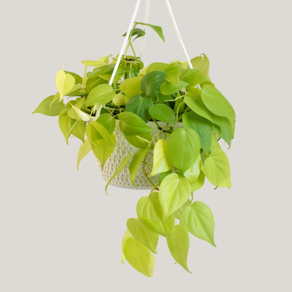 Epipremnum Neon