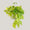 Epipremnum Neon