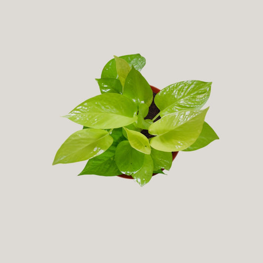 Epipremnum Neon