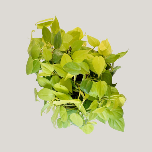 Epipremnum Neon
