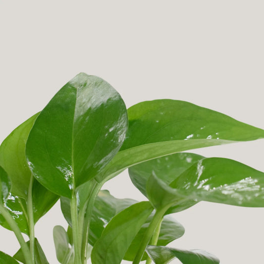 Epipremnum aureum 'jade'(jade pothos)