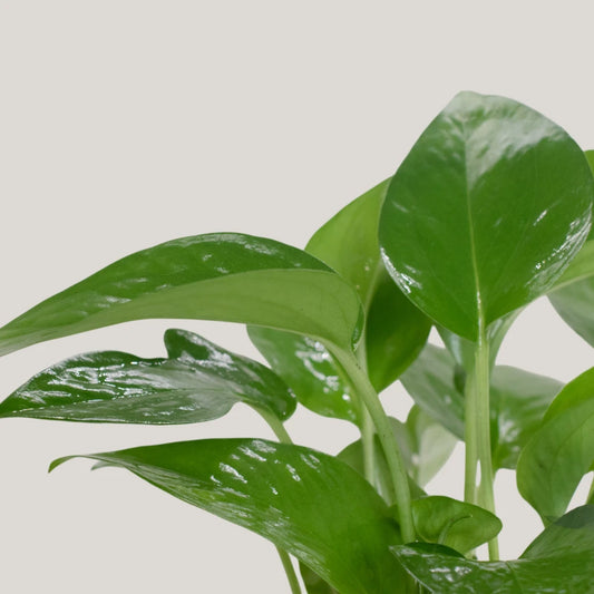 Epipremnum aureum 'jade'(jade pothos)