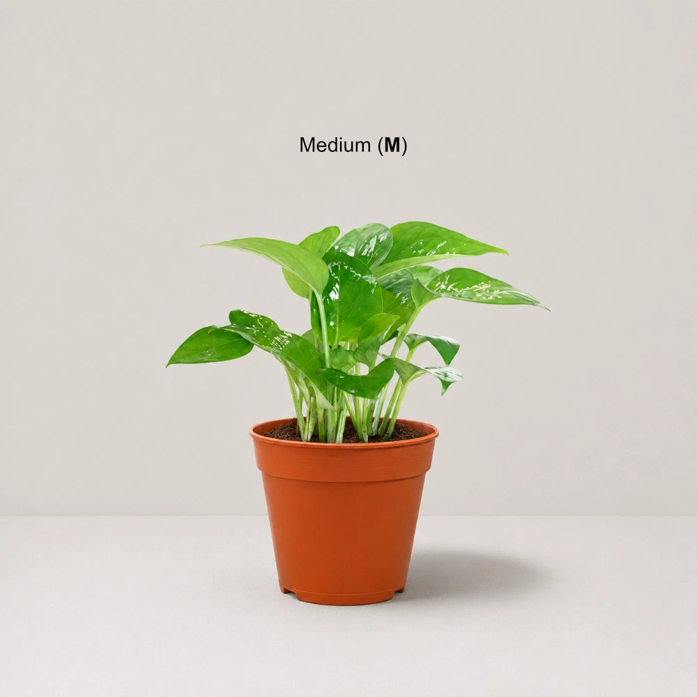 Epipremnum aureum 'jade'(jade pothos)