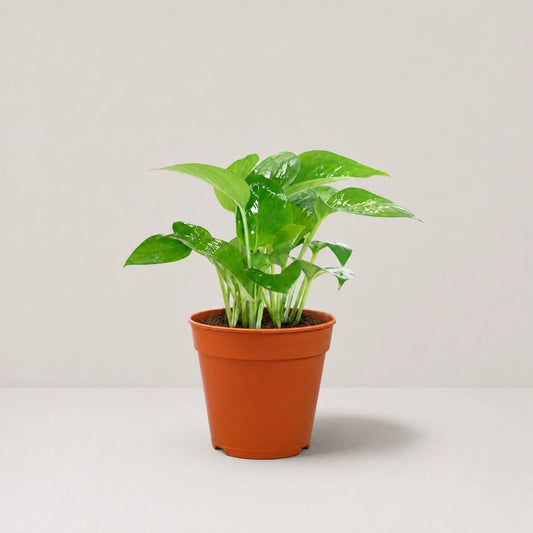 Epipremnum aureum 'jade'(jade pothos)
