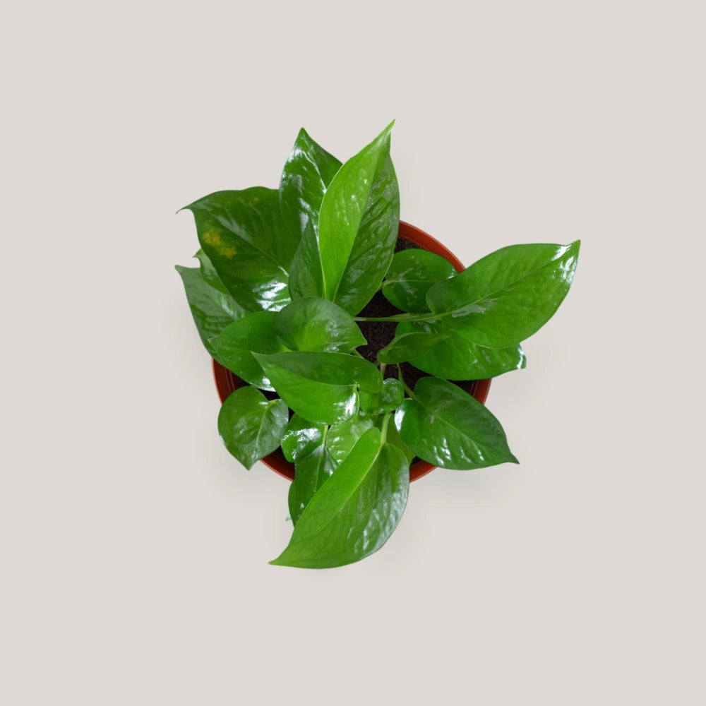 Epipremnum aureum 'jade'(jade pothos)