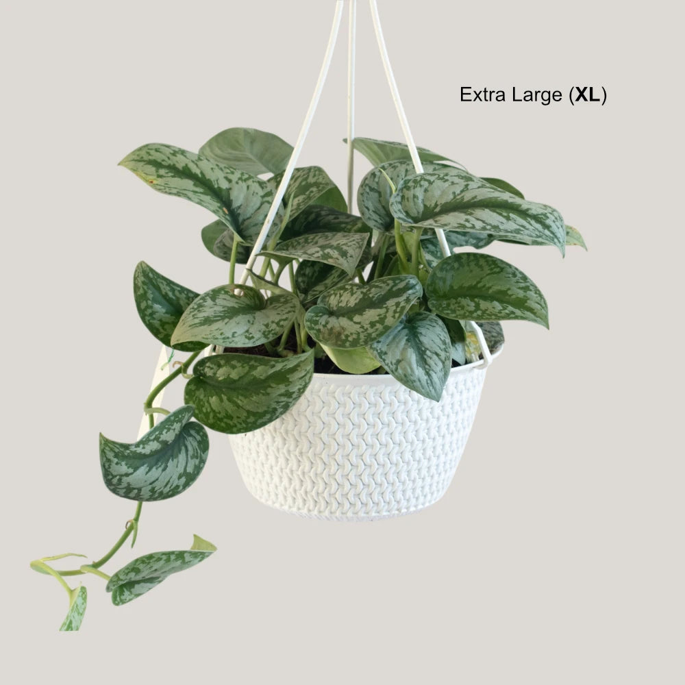 Epipremnum Trebie