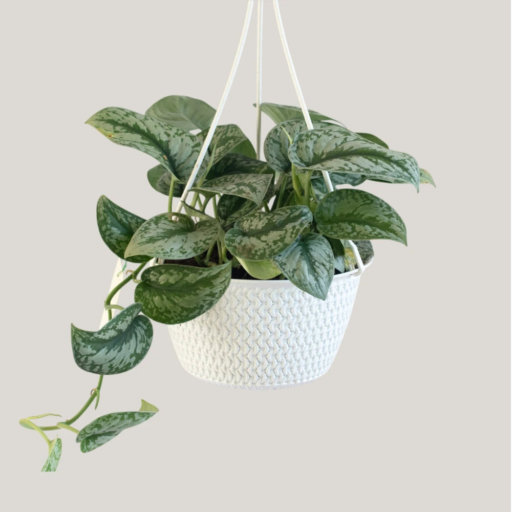 Epipremnum Trebie