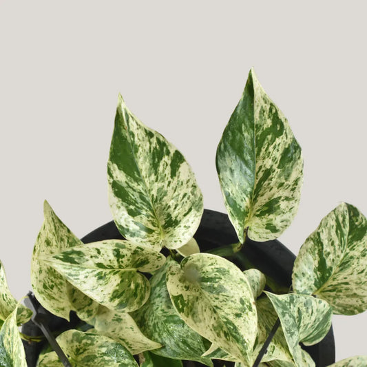 Epipremnum Marble Queen