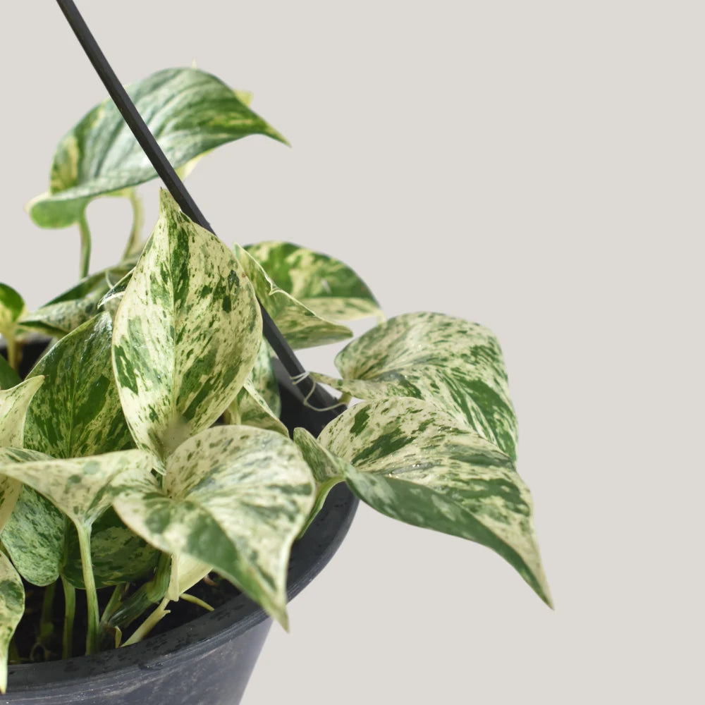 Epipremnum Marble Queen