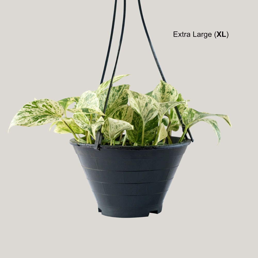 Epipremnum Marble Queen