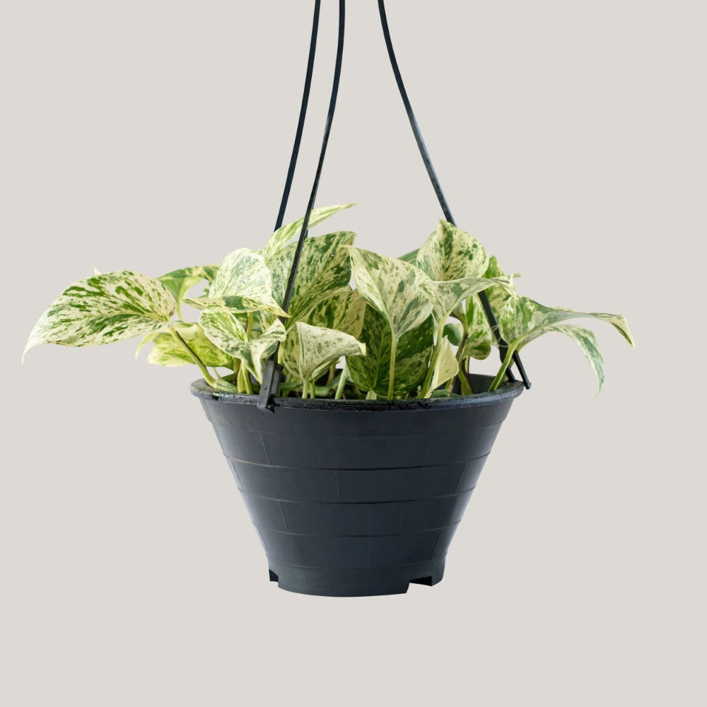 Epipremnum Marble Queen