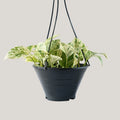 Epipremnum Marble Queen
