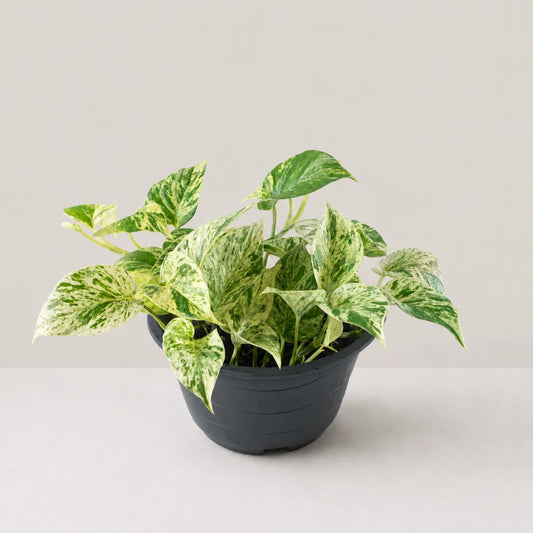 Epipremnum Marble Queen