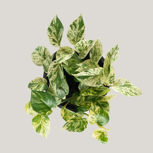 Epipremnum Marble Queen