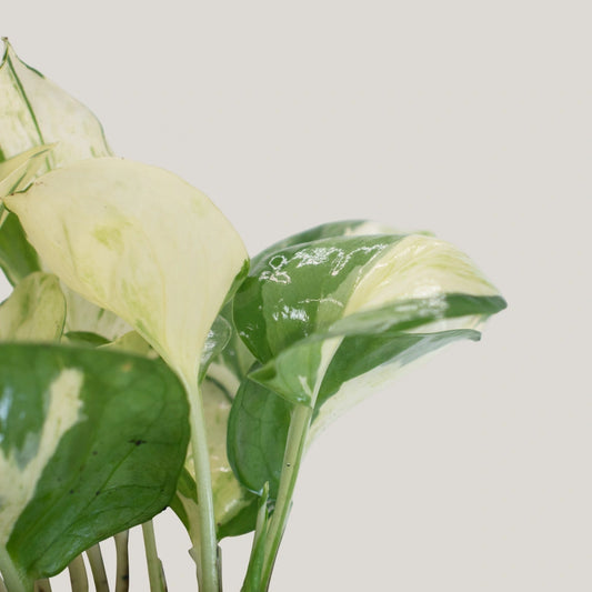 Epipremnum  aureum 'Manjula' (manjula pothos)