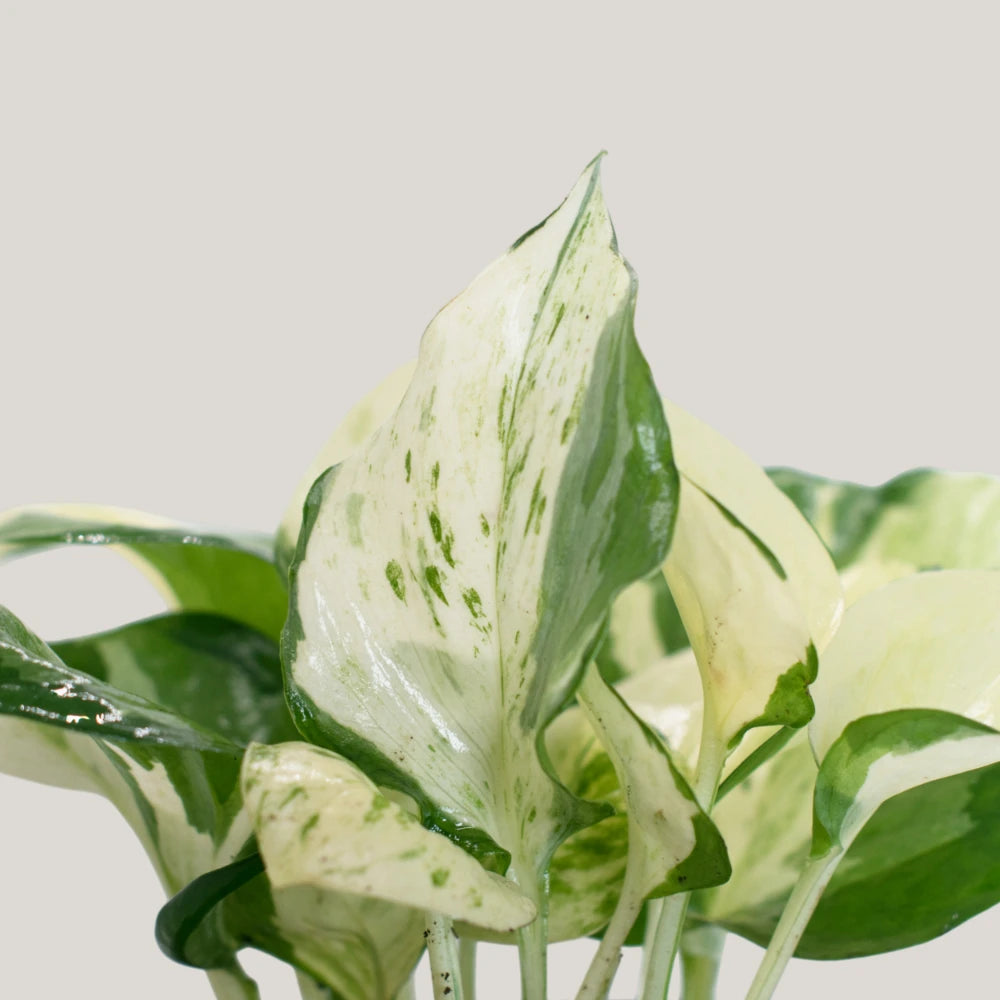Epipremnum  aureum 'Manjula' (manjula pothos)