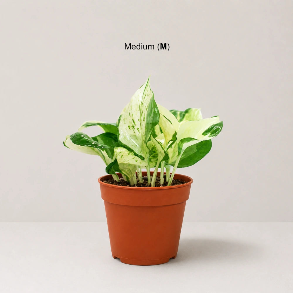Epipremnum  aureum 'Manjula' (manjula pothos)