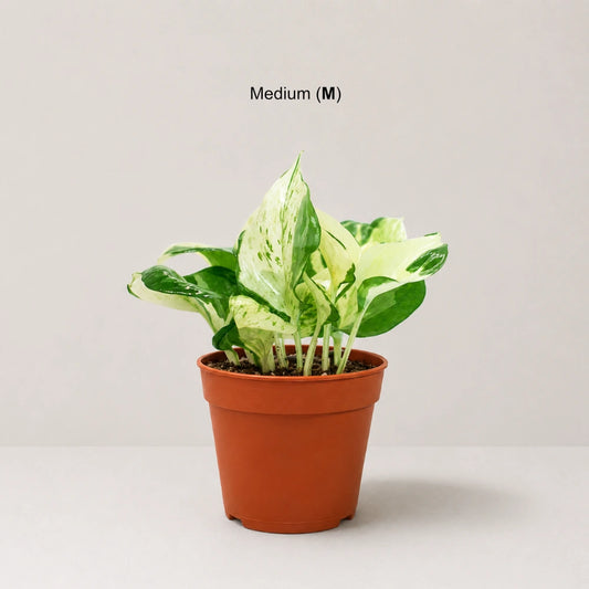 Epipremnum  aureum 'Manjula' (manjula pothos)