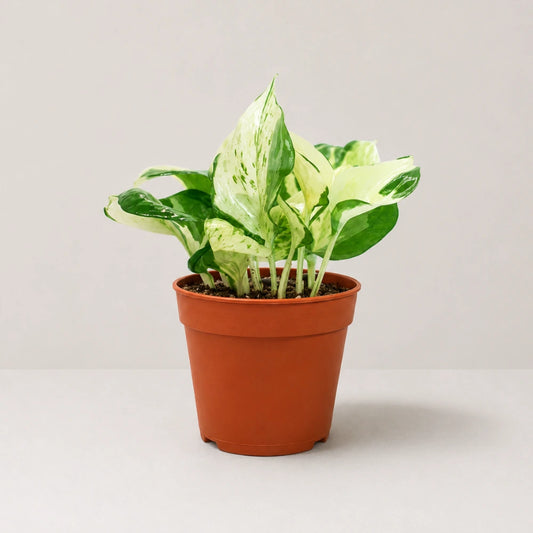 Epipremnum  aureum 'Manjula' (manjula pothos)