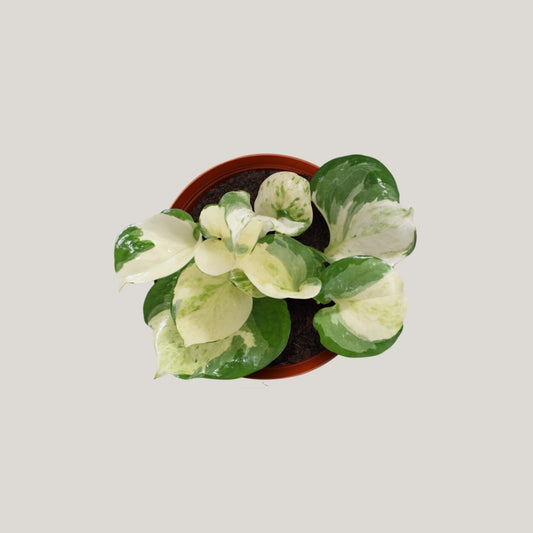 Epipremnum  aureum 'Manjula' (manjula pothos)