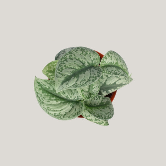 Epipremnum Trebie
