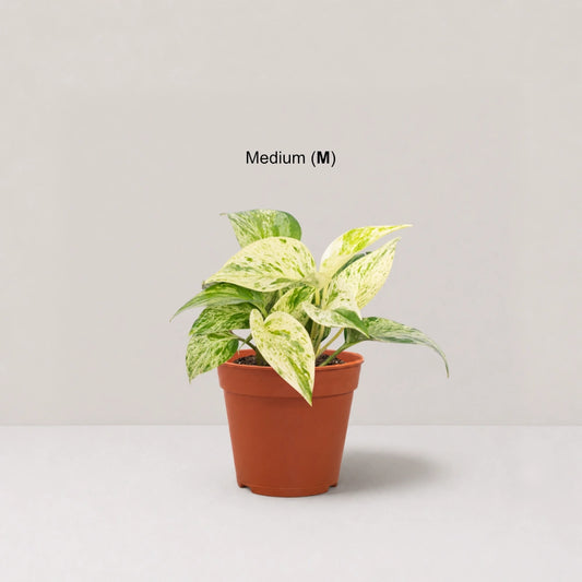Epipremnum Marble Queen