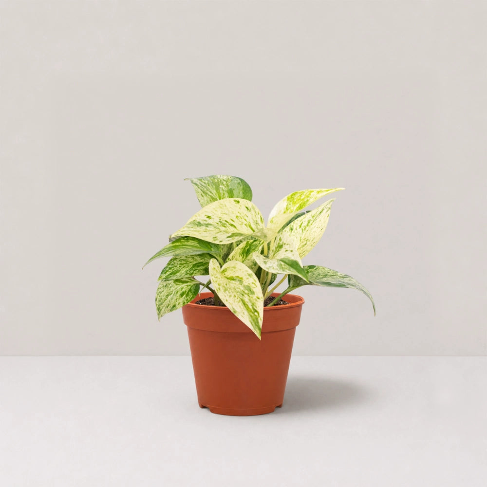 Epipremnum Marble Queen