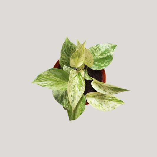 Epipremnum Marble Queen
